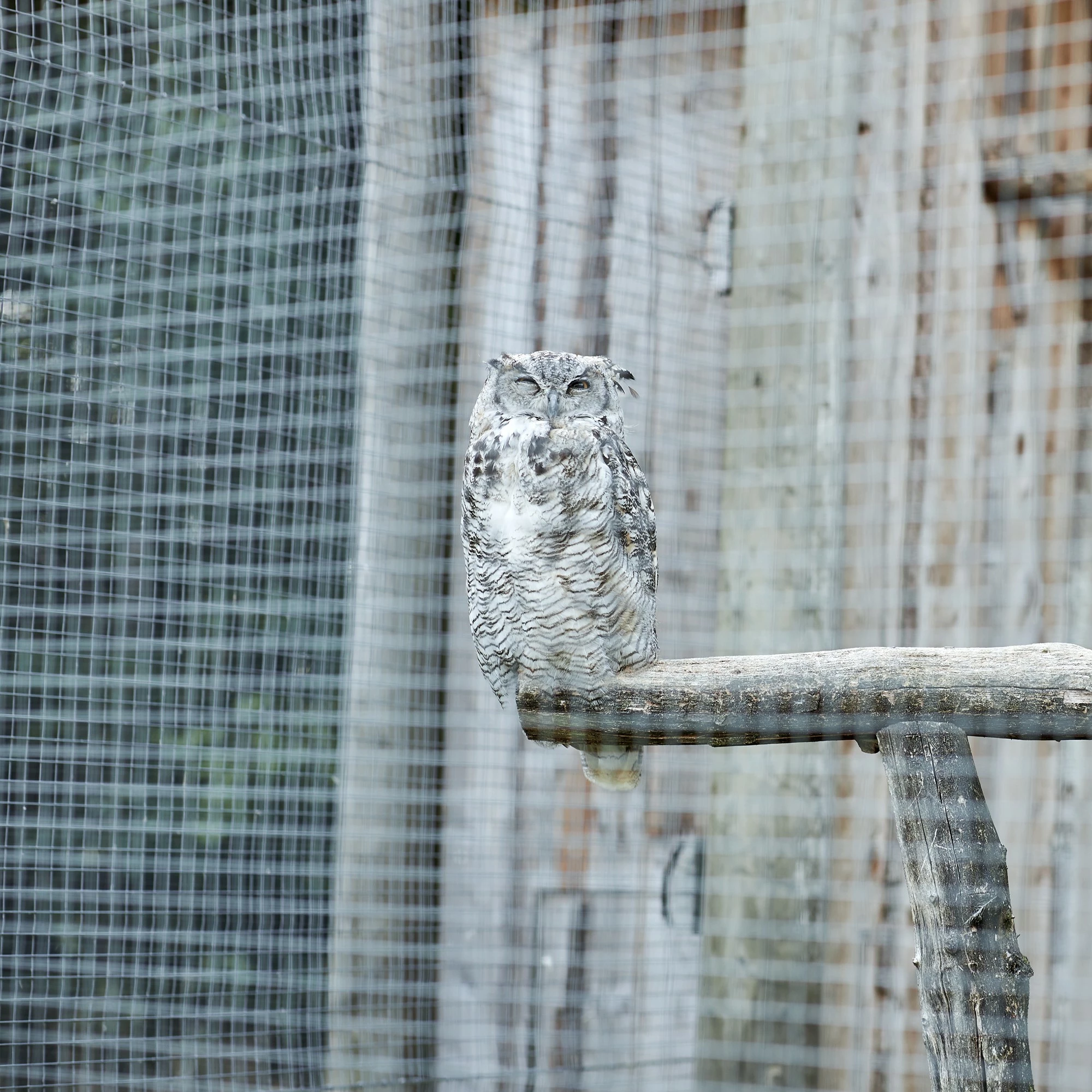 ECD Germany Volierendraht Silber 1,05 mm Länge 25 m - Grau - 28 x 100 x 2500 cm – Bild 3