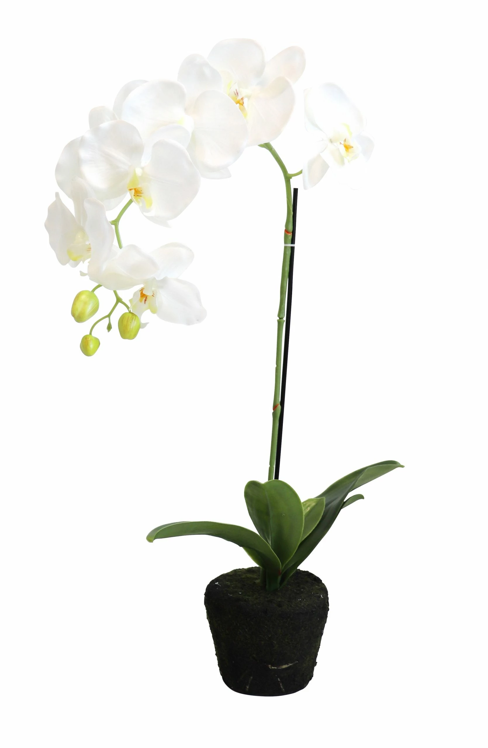 Flowforia Orchidee getopft