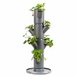 Gusta Garden Sissi Strawberry starter - Anthrazit